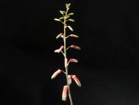 Thumbnail of 1853_Aloe rauhii Snow Flake_20140607_03(1).jpg